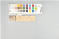 五色鳥藏品圖，第12張